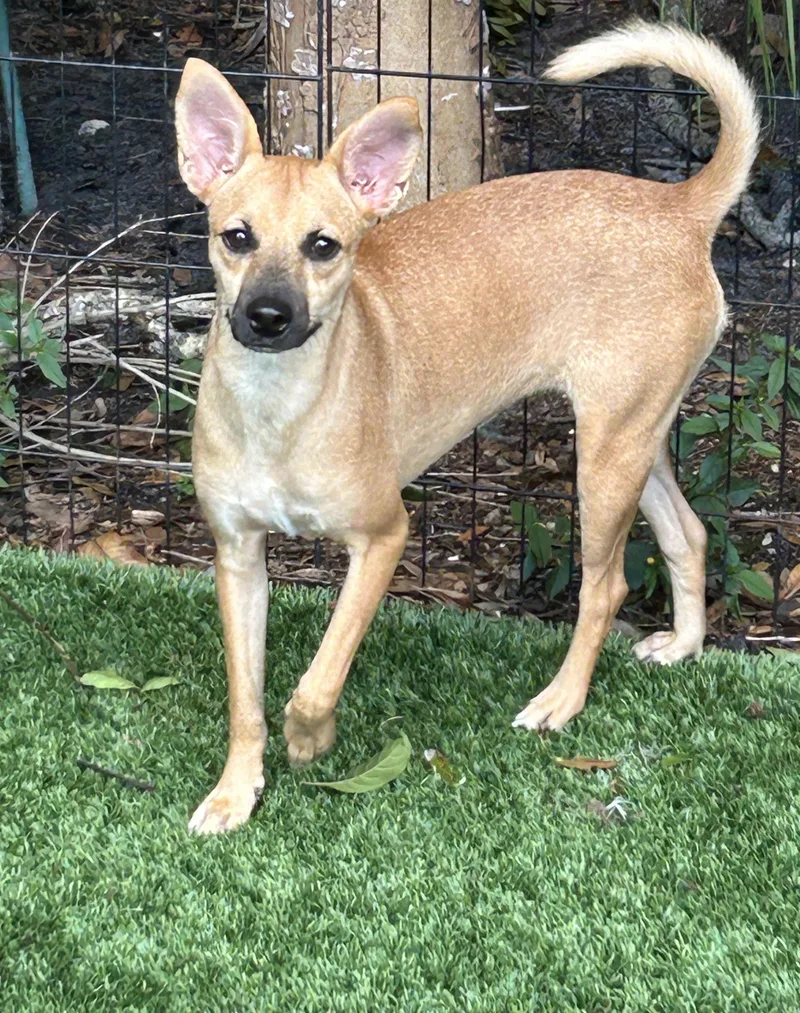 A young small-sized female Terrier dog named Maryann for adoption in Sarasota, FL