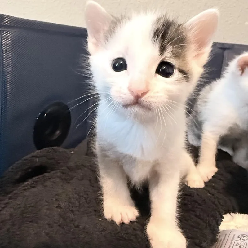 A baby small-sized male White Domestic Short Hair cat named Cloud for adoption in Seminole, FL