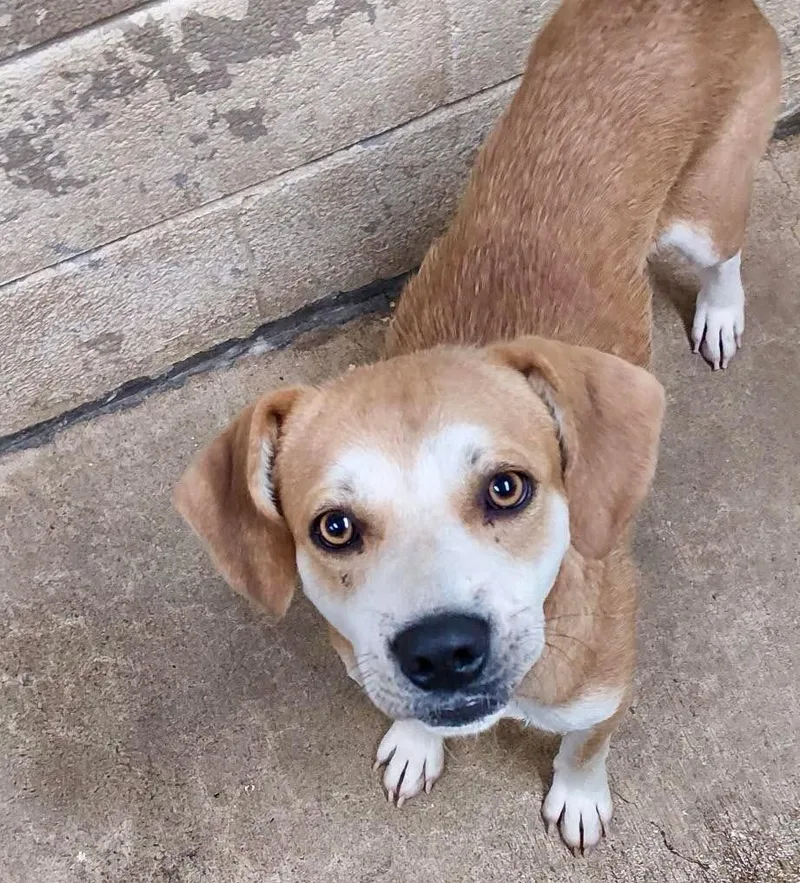 A young medium-sized male Hound dog named Victor AC for adoption in Greeneville, TN