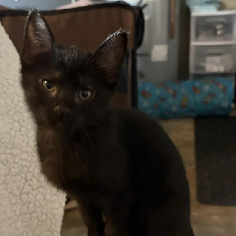 A baby small-sized female Black Domestic Short Hair cat named Sophie for adoption in Shelbyville, IN