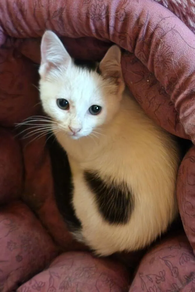 A baby small-sized female Gray & White Domestic Short Hair cat named Wisty for adoption in Dallas, TX