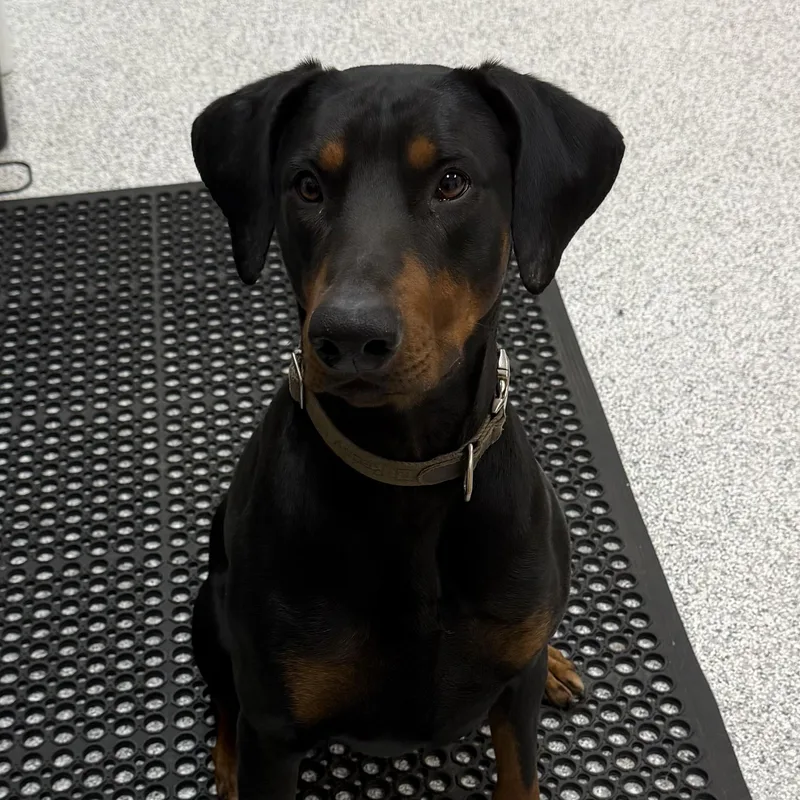 A young extra large-sized male Doberman Pinscher dog named Dexter for adoption in Hood River, OR
