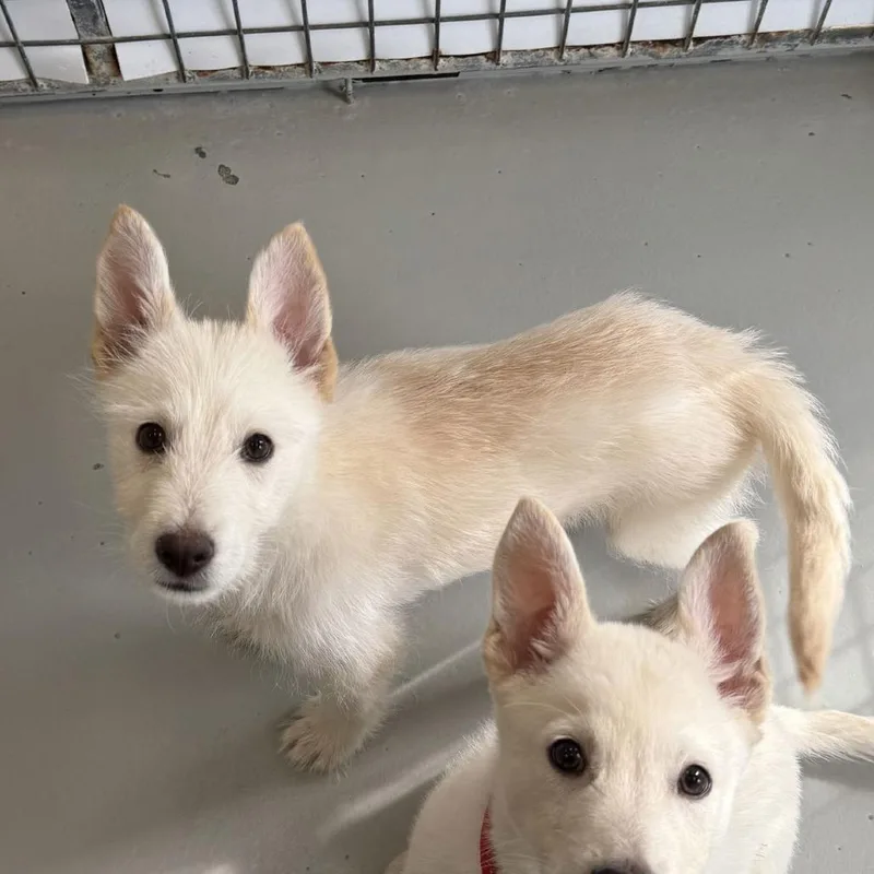 An adult large-sized male White / Cream Schnauzer dog named Henry for adoption in Chico, CA