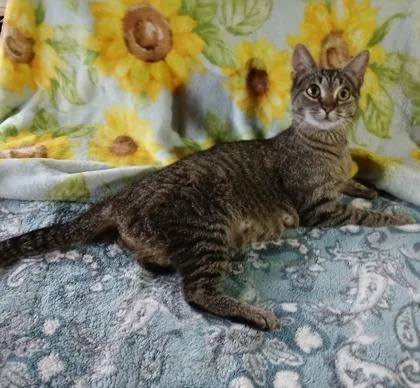 An adult medium-sized female Domestic Short Hair cat named Pepper for adoption in Kansas City, MO