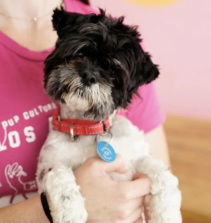 A young small-sized male Shih Tzu dog named Vito for adoption in Pasadena, CA