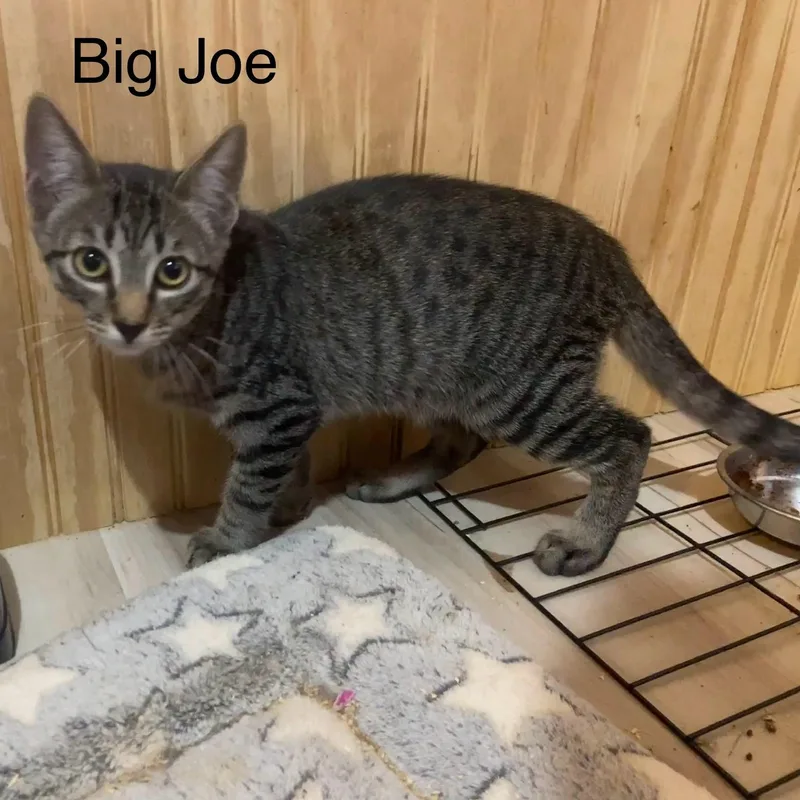 Big Joe thumbnail 2