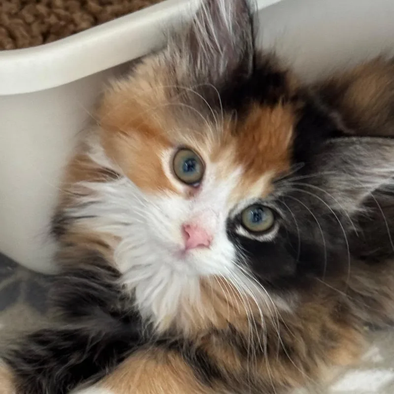 A baby small-sized female Calico Domestic Long Hair cat named Gourdgeous for adoption in Chicago, IL