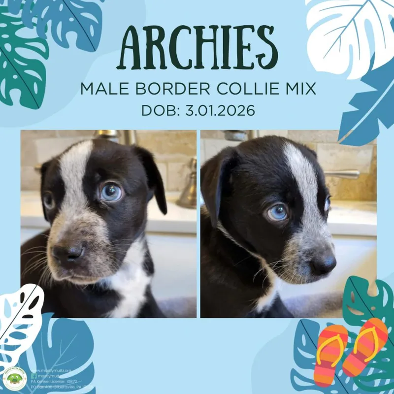 A baby medium-sized male Tricolor (Brown, Black, & White) Border Collie dog named Archies for adoption in Pottstown, PA