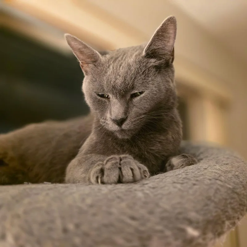 Lady Grey thumbnail 2