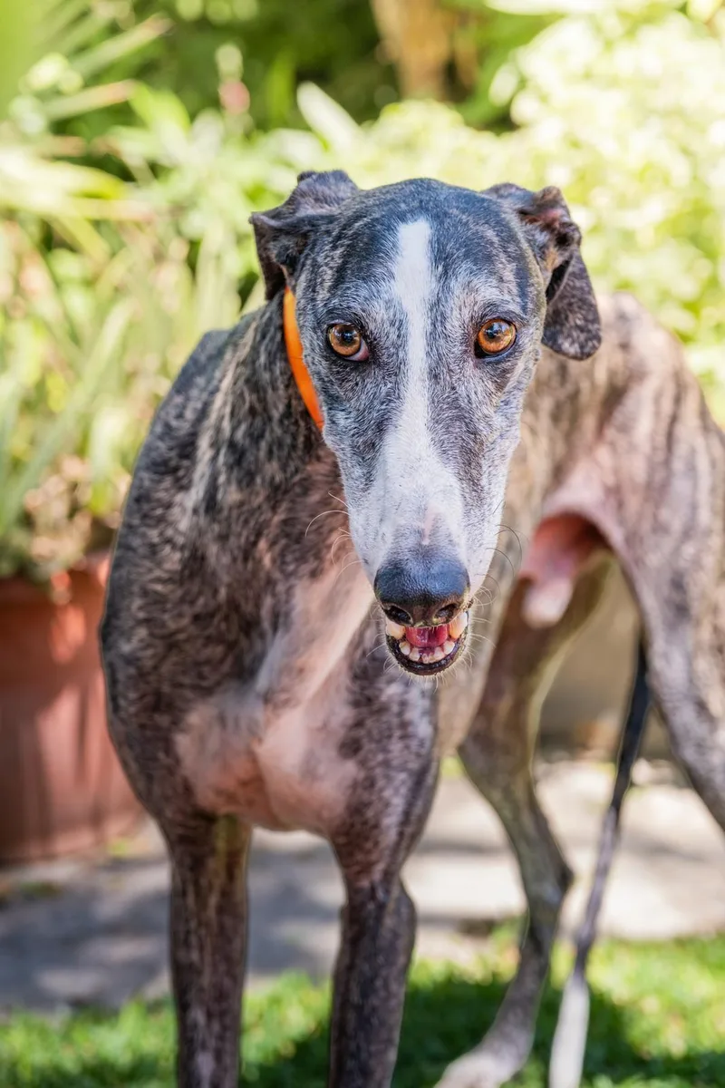 A young medium-sized male Galgo Spanish Greyhound dog named Rondo for adoption in Winter Park, FL