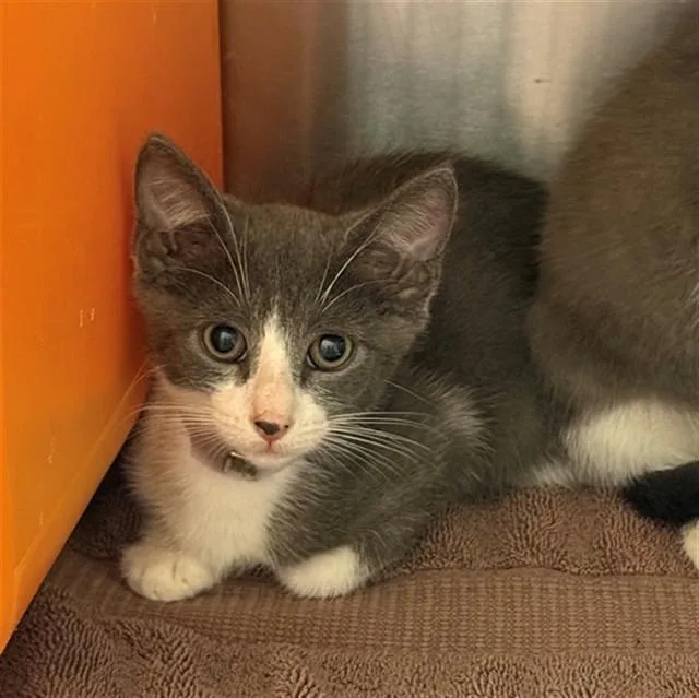 A baby small-sized male Domestic Short Hair cat named Kelvin for adoption in Conroe, TX