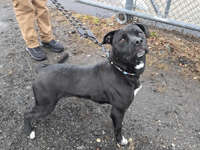 A baby medium-sized female Black Pit Bull Terrier dog named Kansas for adoption in Trenton, NJ