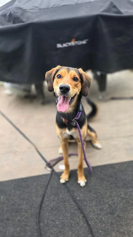 A young large-sized female Brown / Chocolate Coonhound dog named Karma for adoption in Scranton, PA