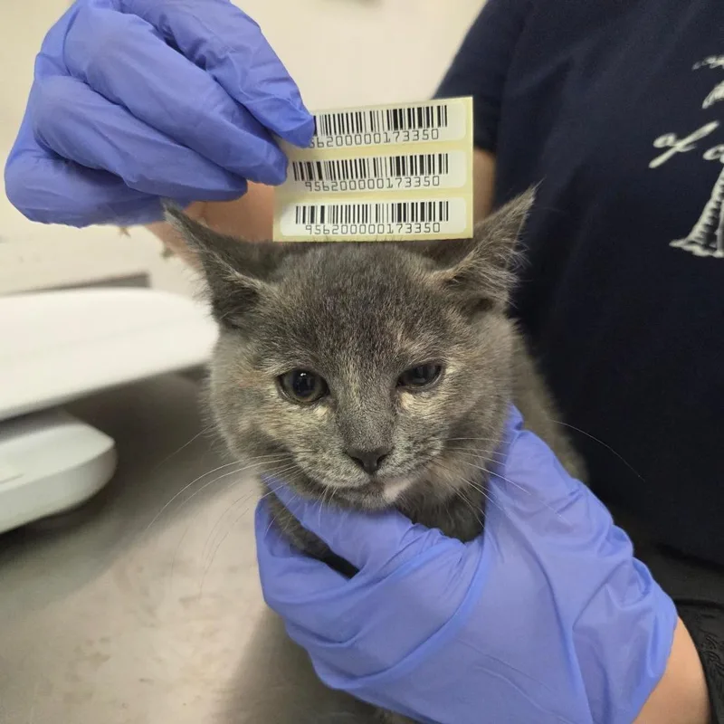 A baby small-sized female Gray / Blue / Silver Domestic Short Hair cat named Private Pancake for adoption in Charleston, WV