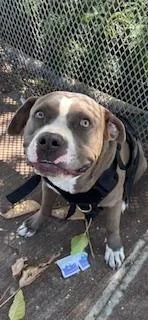 An adult large-sized male Pit Bull Terrier dog named Buster for adoption in Honolulu, HI
