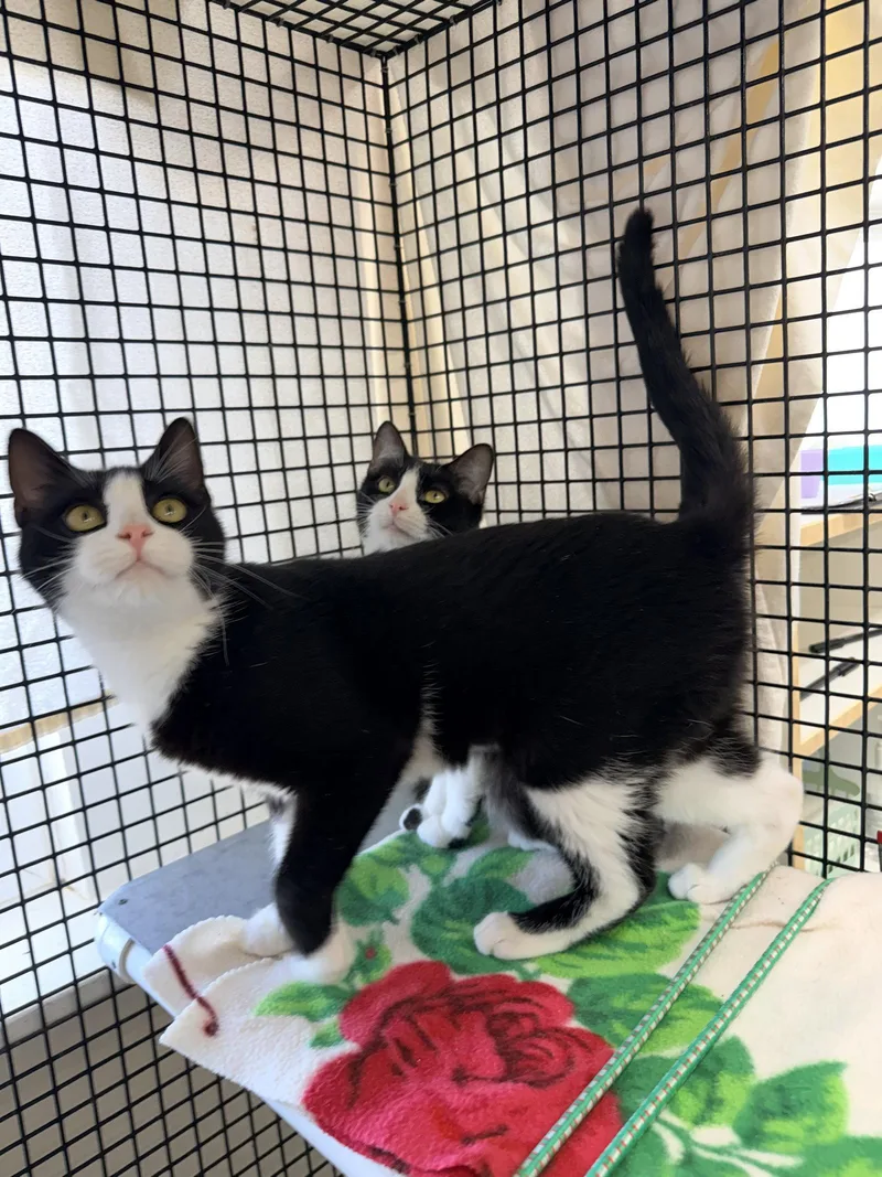 A young medium-sized female Tuxedo cat named Dreamer for adoption in Greenville, DE