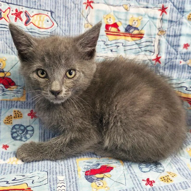 A baby small-sized male Gray / Blue / Silver Domestic Short Hair cat named Spark Plug for adoption in Mount Juliet, TN