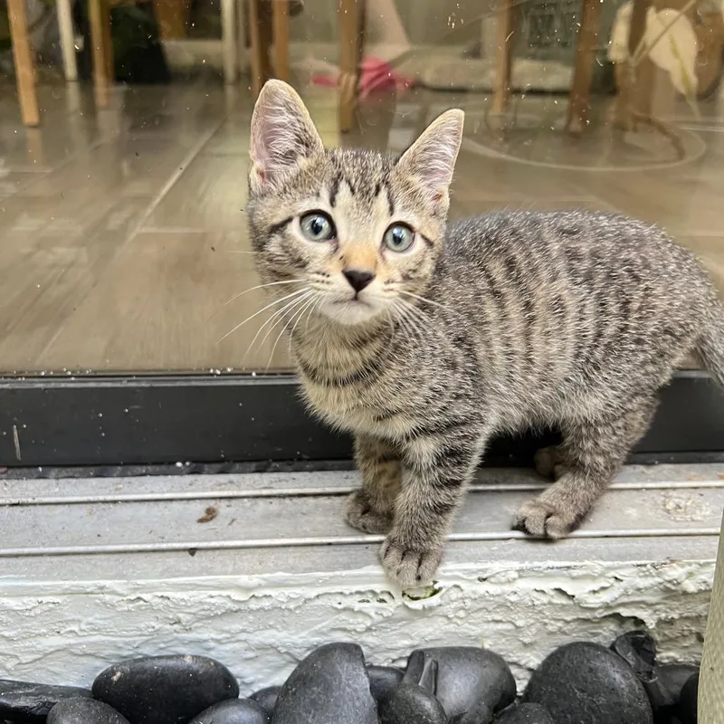 A baby small-sized male Brown / Chocolate Domestic Short Hair cat named Flounder for adoption in Fort Lauderdale, FL