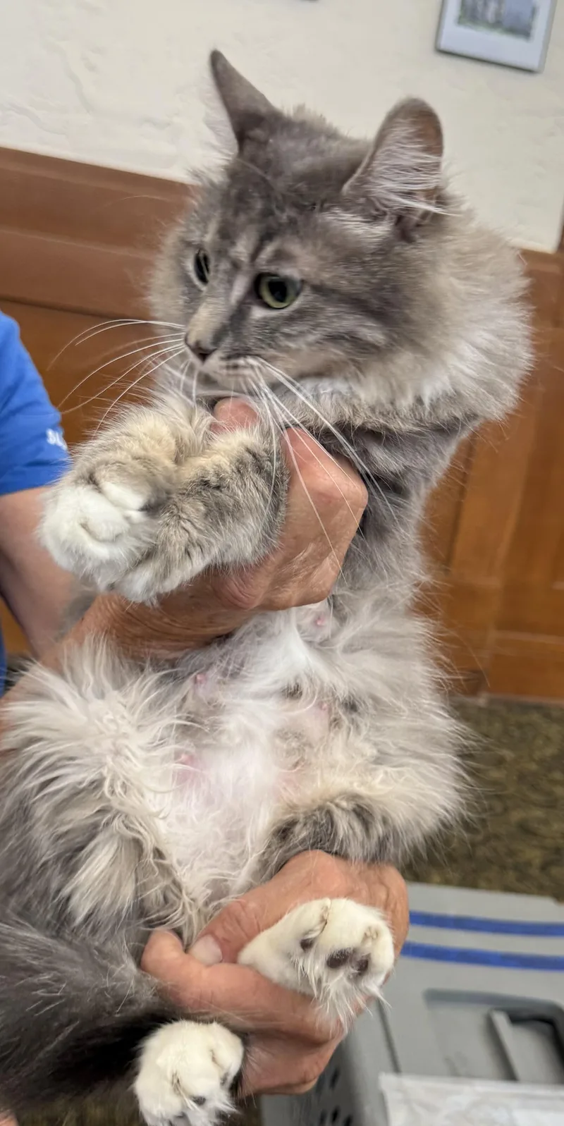 An adult medium-sized female Gray & White Domestic Medium Hair cat named Victoria for adoption in Napa, CA