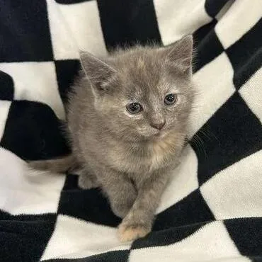 A baby small-sized female Gray / Blue / Silver Domestic Short Hair cat named Swifty for adoption in Novelty, OH