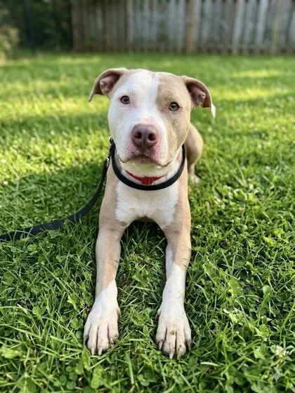 An adult large-sized male Mixed Breed dog named Taz for adoption in West Chester, PA
