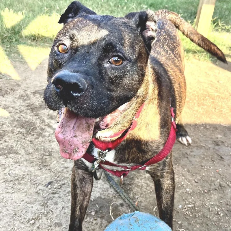 Eldorado thumbnail 3