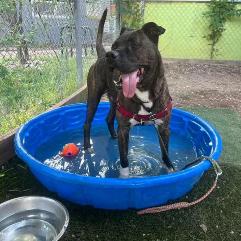 Eldorado thumbnail 4