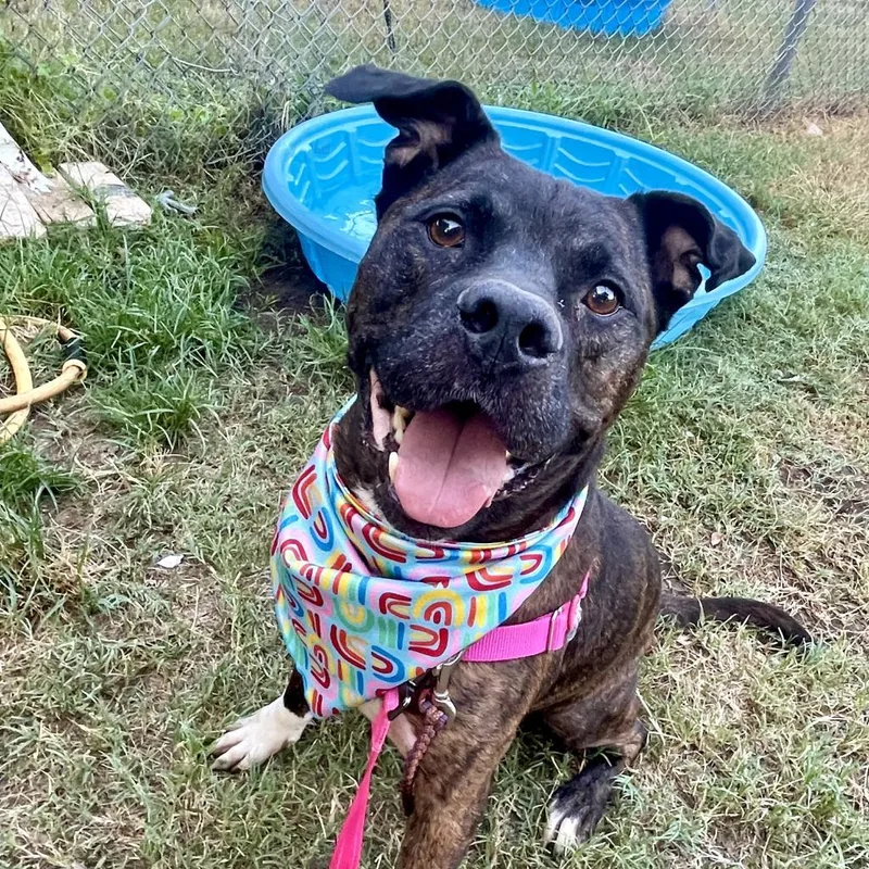 Eldorado thumbnail 5