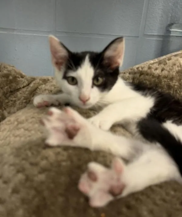 A baby medium-sized male Domestic Short Hair cat named Butter for adoption in Canton, GA