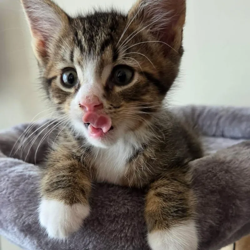 A baby small-sized male Tabby (Buff / Tan / Fawn) Tabby cat named Flint for adoption in New Bedford, MA