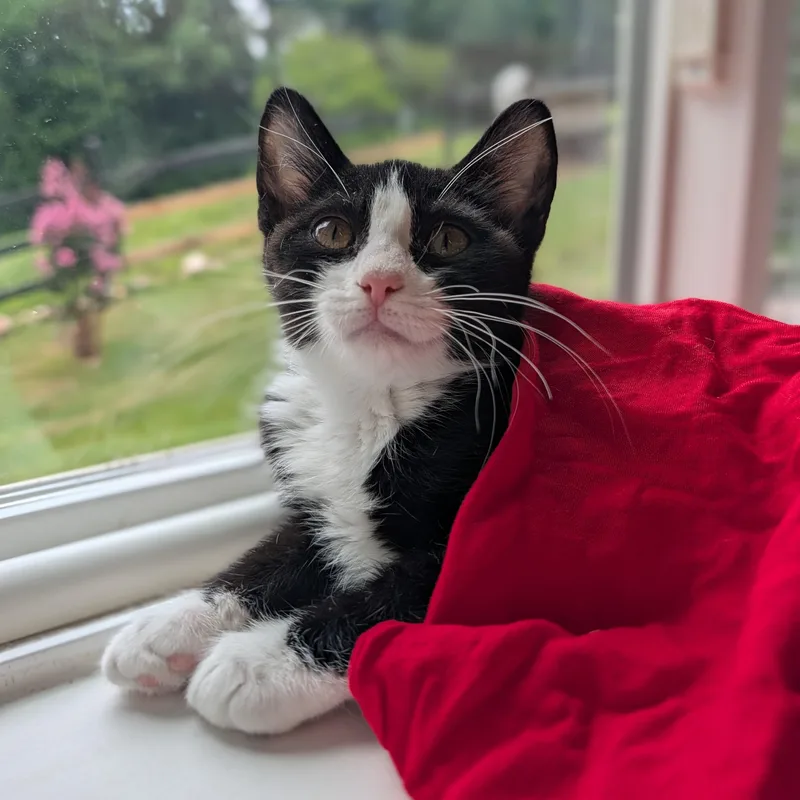 A baby medium-sized female Black & White / Tuxedo Domestic Short Hair cat named Minnow for adoption in Waynesville, NC