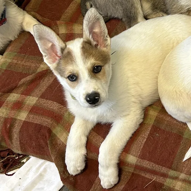A baby small-sized male White / Cream Shepherd dog named Mickey for adoption in Flagstaff, AZ