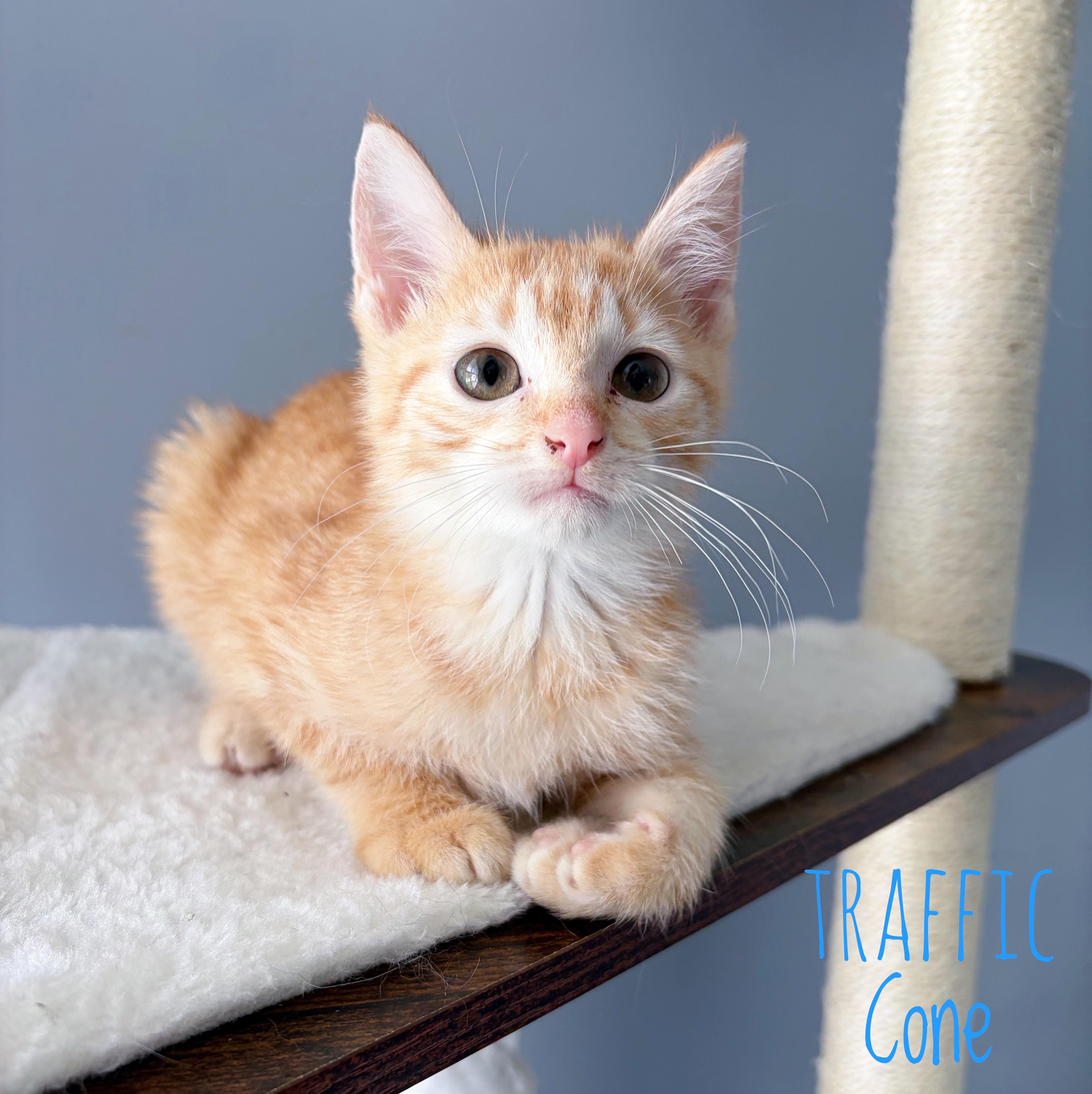 A baby medium-sized male Tabby (Orange / Red) Domestic Short Hair cat named Traffic Cone for adoption in Bethel, OH