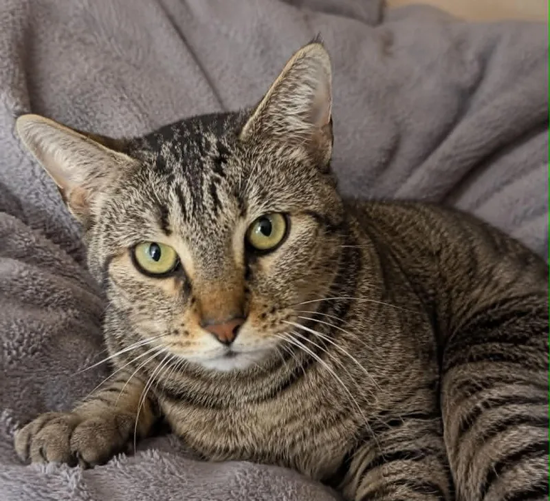 A young medium-sized female Domestic Short Hair cat named Molly for adoption in Columbia, TN