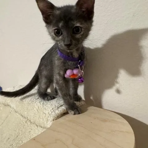 A baby medium-sized female Gray & White Dilute Calico cat named Daphne for adoption in Maitland, FL