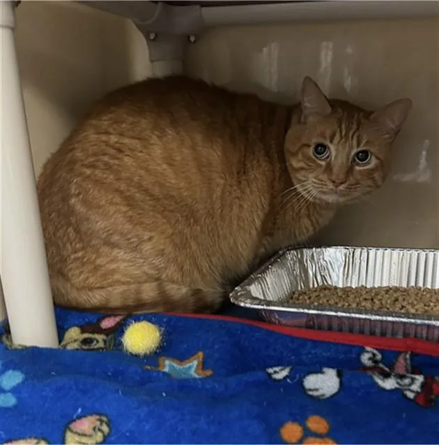 An adult extra large-sized male Domestic Short Hair cat named Simba for adoption in Lincolnton, NC