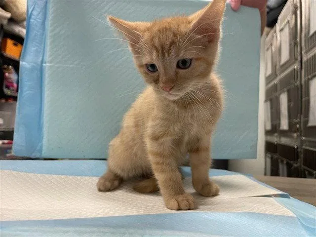 A baby small-sized male Orange / Red Domestic Short Hair cat named Evan Almighty for adoption in Tavares, FL