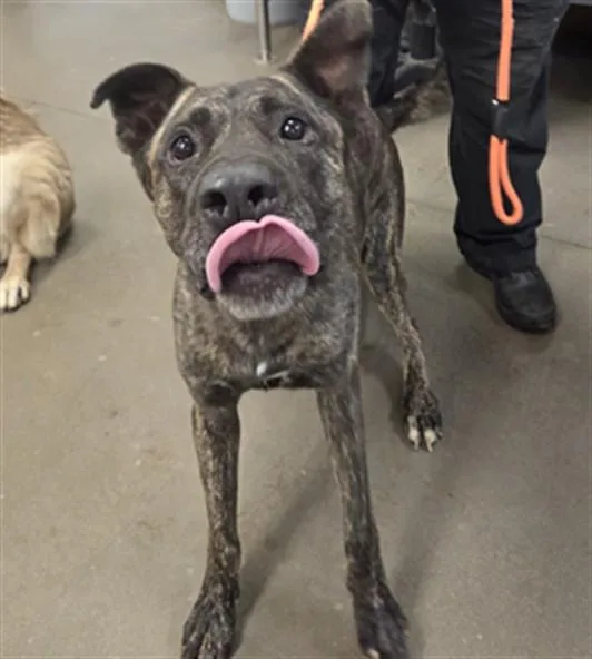 An adult large-sized male German Shepherd Dog dog named Swirl for adoption in Phoenix, AZ