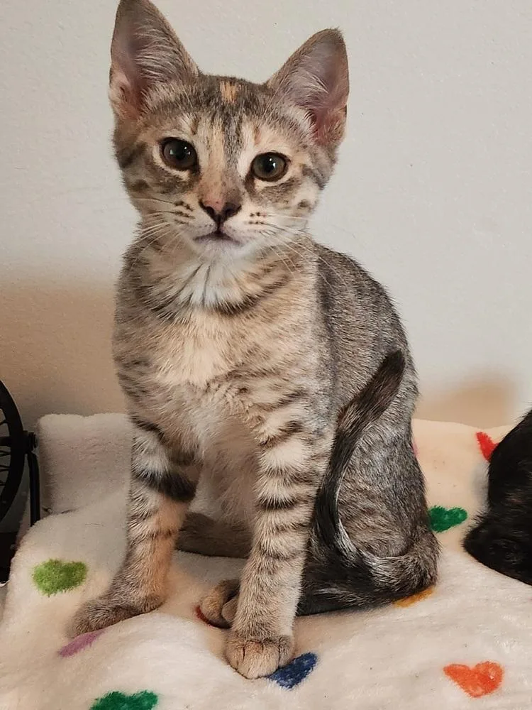 A baby small-sized female Domestic Short Hair cat named Iyo for adoption in Greensboro, NC