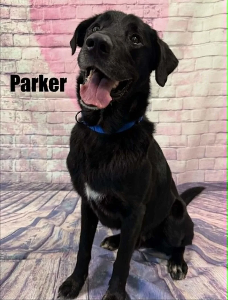An adult medium-sized male Black Labrador Retriever dog named Parker for adoption in Quincy, MI