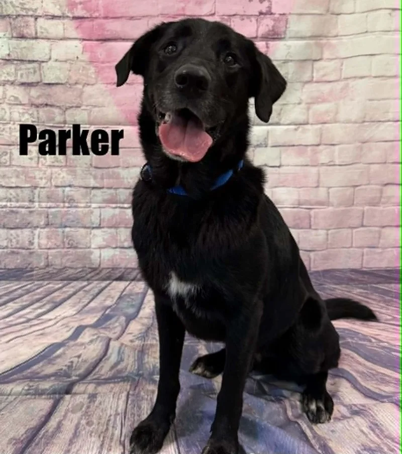 Parker thumbnail 2