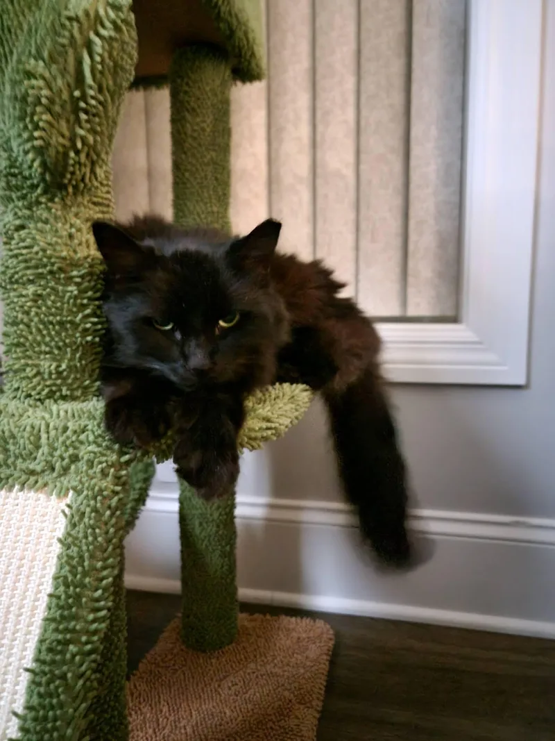 An adult medium-sized female Black Domestic Long Hair cat named Adele for adoption in Rochester, NY