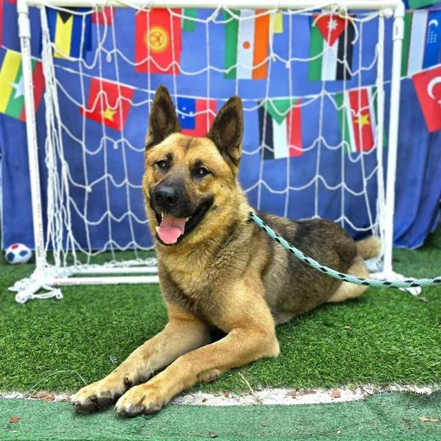 A young large-sized male Akita dog named Tanner for adoption in Long Beach, CA