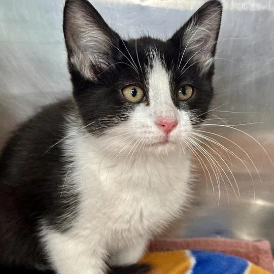 A baby small-sized male Black Domestic Medium Hair cat named Wells for adoption in Matteson, IL
