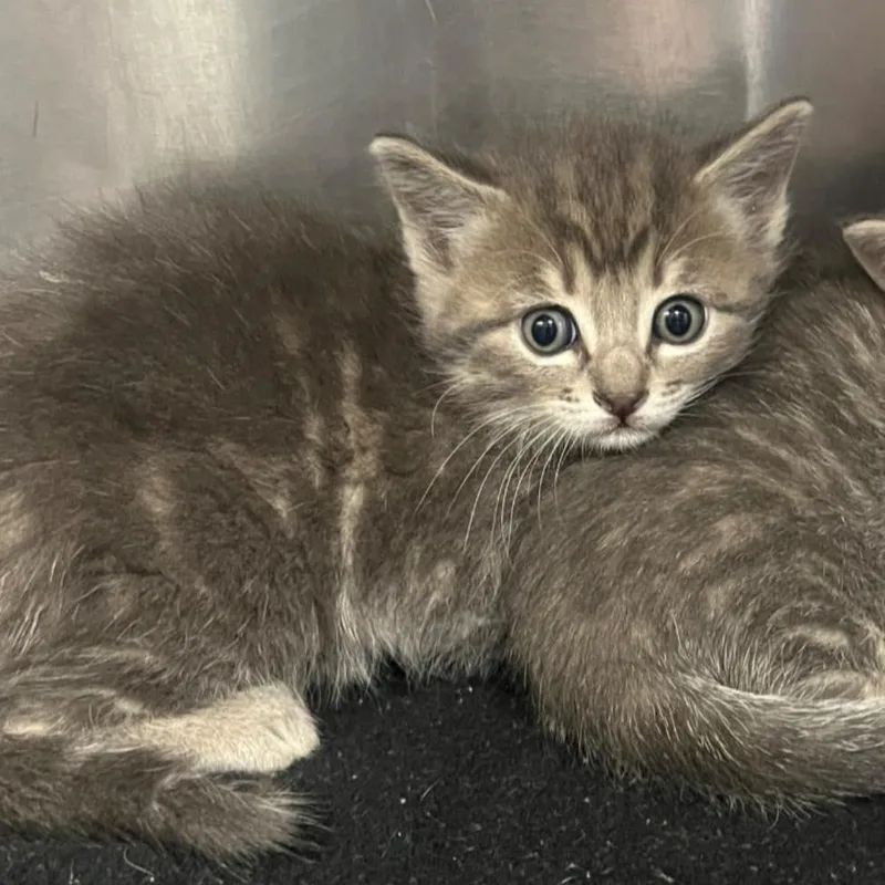 A baby medium-sized female Tabby (Gray / Blue / Silver) Domestic Short Hair cat named Dr. Cassie Mckay for adoption in Santa Clara, CA