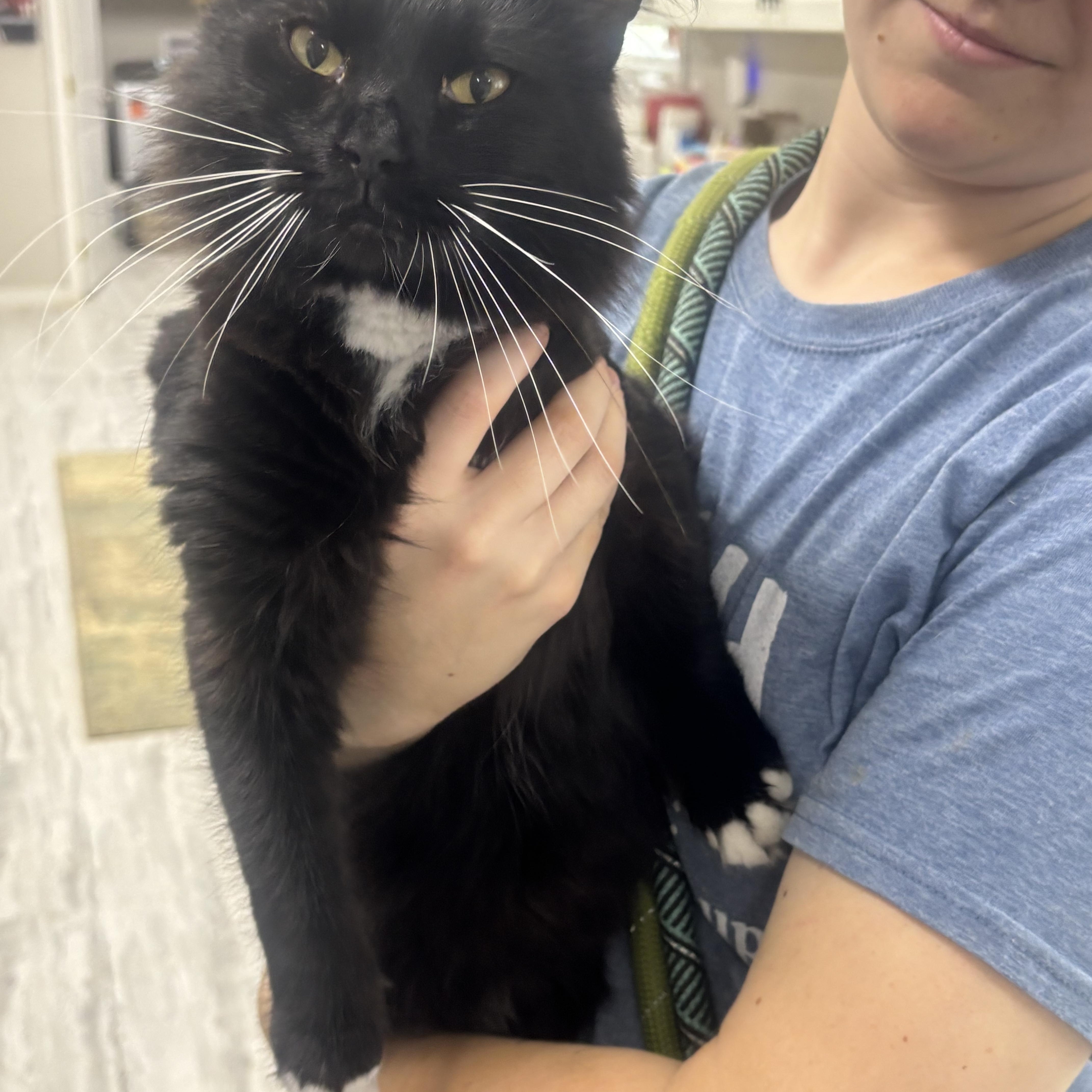 An adult medium-sized male Domestic Long Hair cat named Griff for adoption in Rogersville, TN
