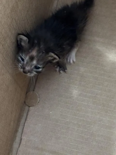 A baby medium-sized female Domestic Short Hair cat named Coco for adoption in Dallas, TX