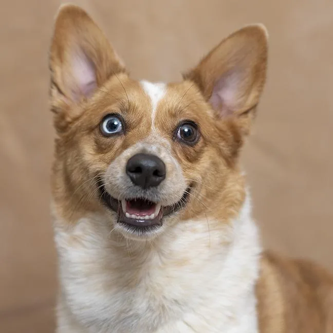 An adult small-sized female Merle (Red) Pembroke Welsh Corgi dog named Maple for adoption in Chicago, IL