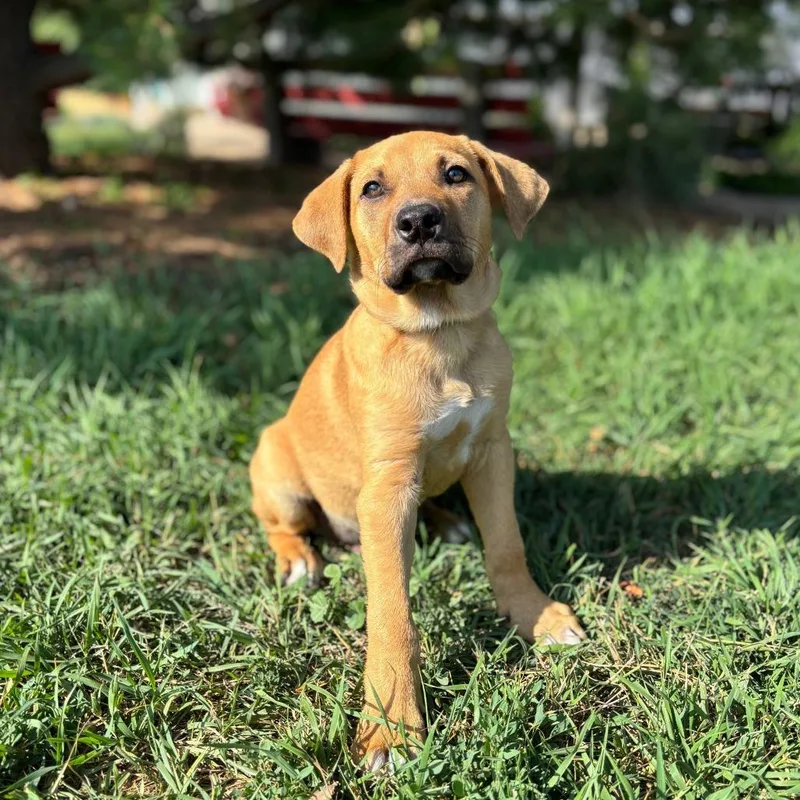 A baby medium-sized male Yellow / Tan / Blond / Fawn Shepherd dog named Virgo for adoption in Fargo, ND