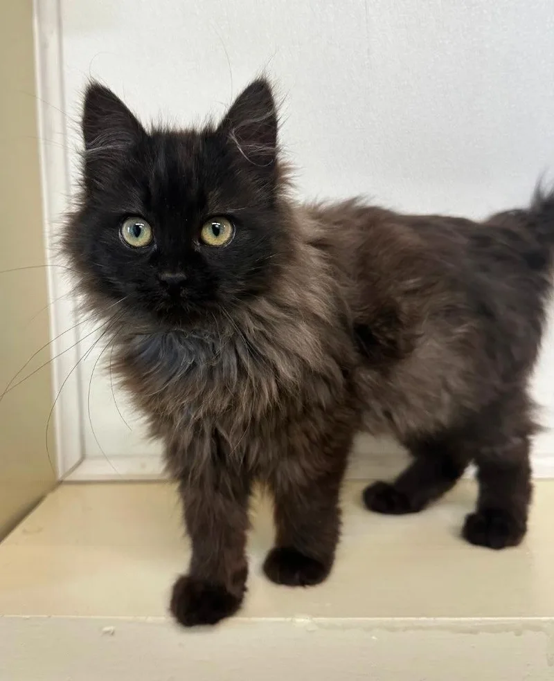 A young medium-sized female Black Domestic Long Hair cat named Rihanna for adoption in Williamsburg, IA